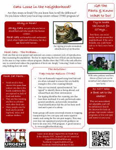 Designed awareness flyer for 501(c)3 organization, Urgent, about Trap, Neuter, Release for feral cats