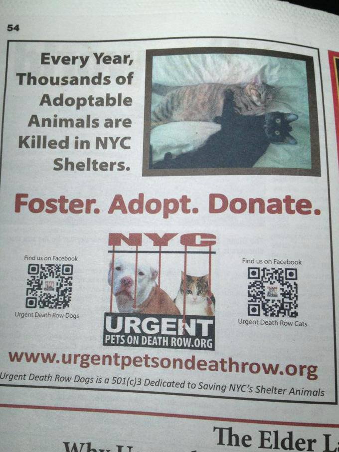 Brooklyn Ad for Urgent NYC Cats