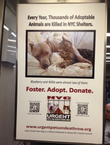 NYC Train Ads Urgent Pets on Death Row - Willie